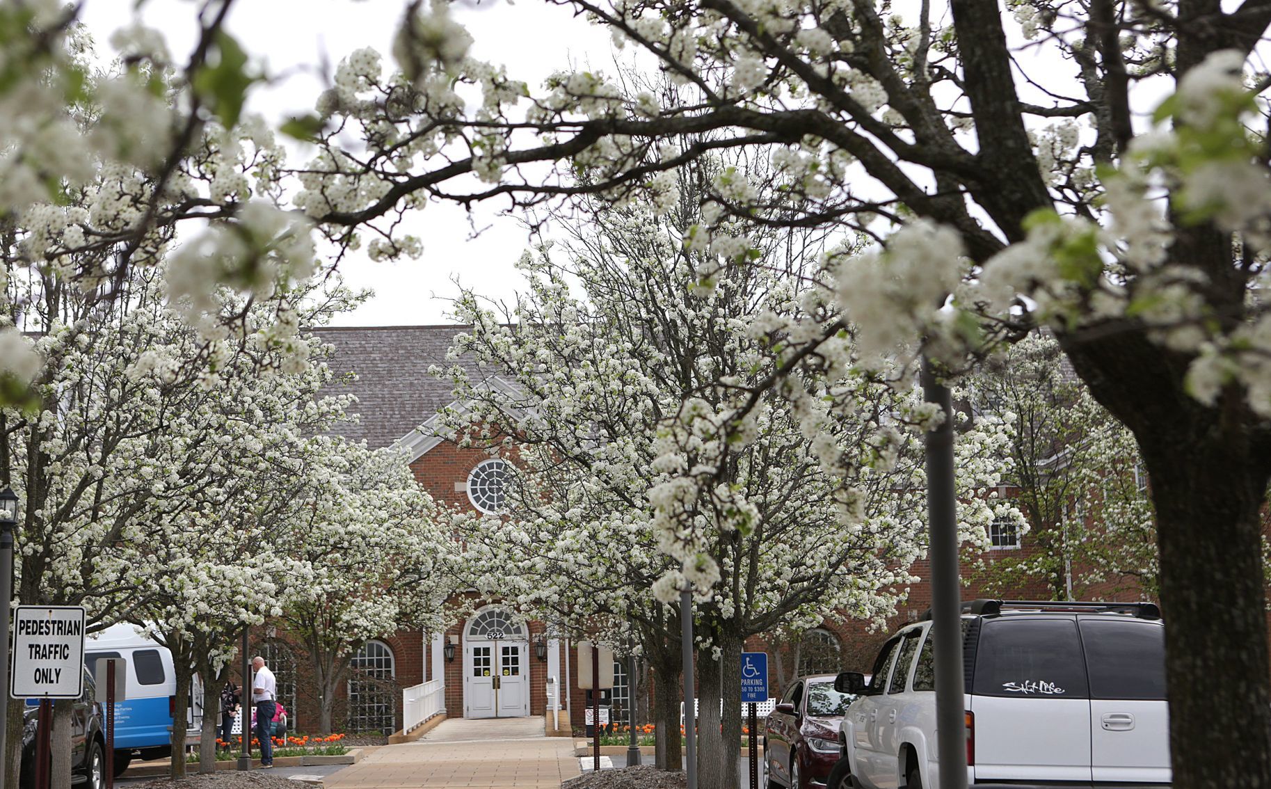 Pear trees in parking lot of medical office building at 522 N. New Ballas Rd. in Creve Coeur